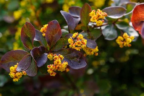 burberry leaves|types of barberry shrubs.